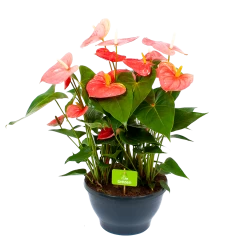 Anthurium Andreanum - Flamingoplant - P30 H80 Roze - Kamerplant