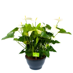 Anthurium Andreanum - Flamingoplant - P30 H80 Wit - Kamerplant