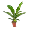 Anthurium Brownii Arrow - P15 H60 - Kamerplant -Tuin & Buiten Korting Winkel anthurium brownii arrow p15 h60 1