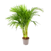 Areca - Goudpalm - P17 H90 - Kamerplant 2 Areca - Goudpalm - P17 H90 - Kamerplant -Tuin & Buiten Korting Winkel areca goudpalm p17 h90 1 3