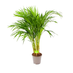 Areca - Goudpalm - P17 H90 - Kamerplant