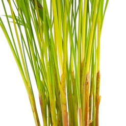 Areca - Goudpalm - P17 H90 - Kamerplant -Tuin & Buiten Korting Winkel areca goudpalm p17 h90 6 2