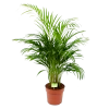 Areca - Goudpalm - P21 H100 - Kamerplant -Tuin & Buiten Korting Winkel areca goudpalm p21 h100 1 1