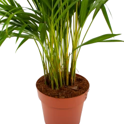 Areca - Goudpalm - P21 H100 - Kamerplant -Tuin & Buiten Korting Winkel areca goudpalm p21 h100 6 1