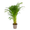 Areca - Goudpalm - P24 H120 - Kamerplant -Tuin & Buiten Korting Winkel areca goudpalm p24 h120 1