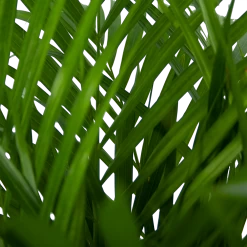 Areca - Goudpalm - P24 H120 - Kamerplant -Tuin & Buiten Korting Winkel areca goudpalm p24 h120 5