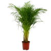 Areca - Goudpalm - P27 H180 - Kamerplant -Tuin & Buiten Korting Winkel areca goudpalm p27 h160 1 3