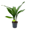 Aspidistra Elatior - Kwartjesplant - P15 H60 - Kamerplant
