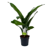 Aspidistra Elatior - Kwartjesplant - P17 H70 - Kamerplant