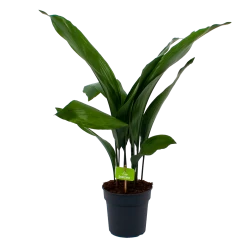 Aspidistra Elatior - Kwartjesplant - P17 H70 - Kamerplant