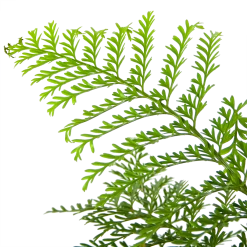 Asplenium Parvati - Moedervaren - In Hangpot - P17 H30 - Kamerplant -Tuin & Buiten Korting Winkel asplenium parvati moedervaren in hangpot p17 h30 6