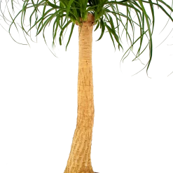 Beaucarnea Recurvata - Op Stam - Olifantenpoot - P27 H100 - Kamerplant -Tuin & Buiten Korting Winkel beaucarnea recurvata op stam olifantenpoot p27 h100 6 1