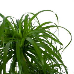 Beaucarnea Recurvata - Vertakt - Olifantenpoot - P32 H90 - Kamerplant -Tuin & Buiten Korting Winkel beaucarnea recurvata vertakt olifantenpoot p32 h90 6 3