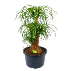 Beaucarnea Recurvata - Vertakt - Olifantenpoot - P38 H110 - Kamerplant
