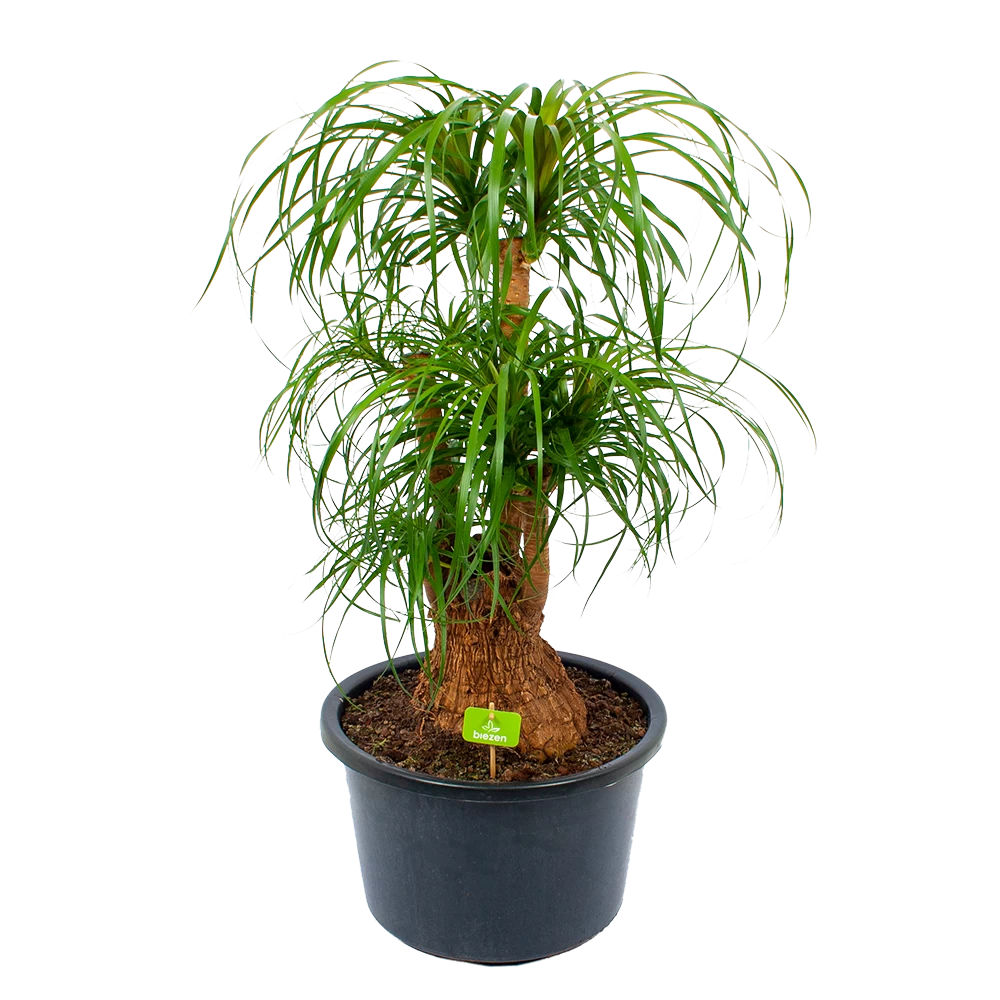 Beaucarnea Recurvata - Vertakt - Olifantenpoot - P38 H110 - Kamerplant 3 Beaucarnea Recurvata - Vertakt - Olifantenpoot - P38 H110 - Kamerplant