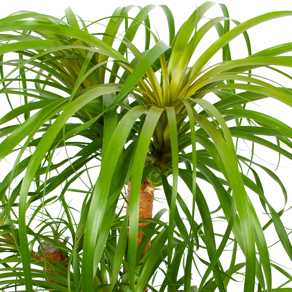 Beaucarnea Recurvata - Vertakt - Olifantenpoot - P38 H110 - Kamerplant 4 Beaucarnea Recurvata - Vertakt - Olifantenpoot - P38 H110 - Kamerplant - Afbeelding 2