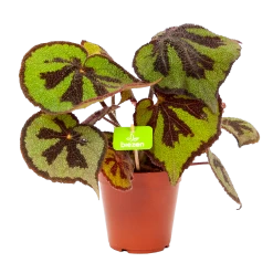 Begonia Masoniana Rock - P15 H30 - Kamerplant