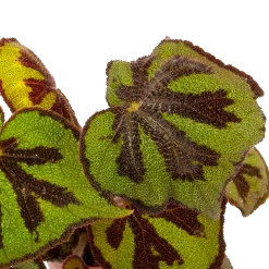 Voorkant -Tuin & Buiten Korting Winkel begonia masoniana rock p15 h30 5