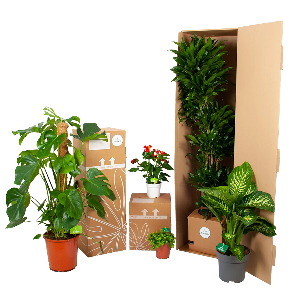 Dracaena Green Jewel - Op Stam - Drakenbloedboom - P28 H140 - Kamerplant 6 Dracaena Green Jewel - Op Stam - Drakenbloedboom - P28 H140 - Kamerplant - Afbeelding 4