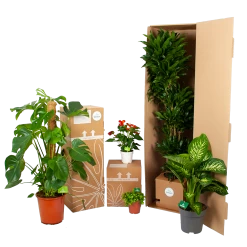 Philodendron Green Wonder - P19 H75 - Kamerplant -Tuin & Buiten Korting Winkel biezen kamerplanten verpakking 5 37
