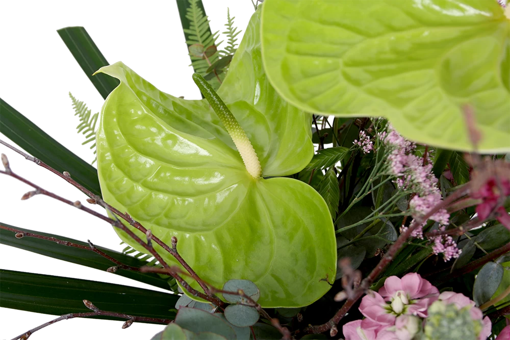 Boeket Anthurium Klein 6 Boeket Anthurium Klein - Afbeelding 4