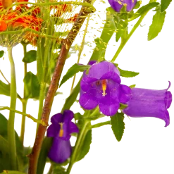 Boeket Plukgeluk Klein -Tuin & Buiten Korting Winkel boeket plukgeluk klein boeketten 4