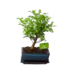 Bonsai Zanthoxylum Piperitum - Peperboom - P20 H30 - Kamerplant -Tuin & Buiten Korting Winkel bonsai zanthoxylum piperitum peperboom p20 h30 1