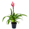 Bromelia Guzmania Candy - P12 H55 Roze - Kamerplant 1 Bromelia Guzmania Candy - P12 H55 Roze - Kamerplant -Tuin & Buiten Korting Winkel bromelia guzmania candy p12 h55 roze 4