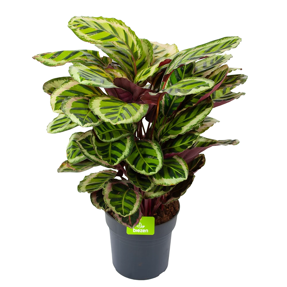 Calathea Angela - Livingplant - P27 H80 - Kamerplant 3 Calathea Angela - Livingplant - P27 H80 - Kamerplant