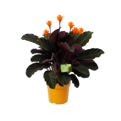 Calathea Crocata - Eeuwige Vlam - P15 H45 - Kamerplant