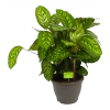 Calathea Flamestar - Schaduwplant - P32 H80 - Kamerplant -Tuin & Buiten Korting Winkel calathea flamestar schaduwplant p32 h80 1