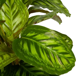 Calathea Flamestar - Schaduwplant - P32 H80 - Kamerplant -Tuin & Buiten Korting Winkel calathea flamestar schaduwplant p32 h80 5