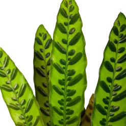 Calathea Insigne - Livingplant - P17 H65 - Kamerplant -Tuin & Buiten Korting Winkel calathea insigne livingplant p17 h65 6