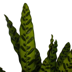 Calathea Insigne - Livingplant - P21 H60 - Kamerplant -Tuin & Buiten Korting Winkel calathea insigne livingplant p21 h60 3