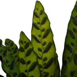 Calathea Insigne - Livingplant - P21 H60 - Kamerplant -Tuin & Buiten Korting Winkel calathea insigne livingplant p21 h60 4
