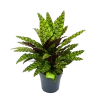 Calathea Insigne - Livingplant - P27 H80 - Kamerplant -Tuin & Buiten Korting Winkel calathea insigne livingplant p27 h80 1 3