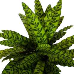 Calathea Insigne - Livingplant - P27 H80 - Kamerplant 7 Calathea Insigne - Livingplant - P27 H80 - Kamerplant -Tuin & Buiten Korting Winkel calathea insigne livingplant p27 h80 5 3