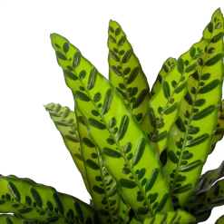 Calathea Insigne - Livingplant - P27 H80 - Kamerplant 8 Calathea Insigne - Livingplant - P27 H80 - Kamerplant -Tuin & Buiten Korting Winkel calathea insigne livingplant p27 h80 6 3
