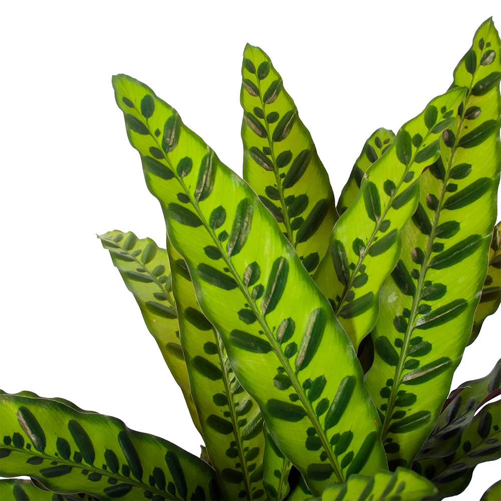 Calathea Insigne - Livingplant - P27 H80 - Kamerplant 5 Calathea Insigne - Livingplant - P27 H80 - Kamerplant - Afbeelding 3
