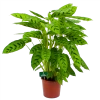 Calathea Leopardina - Schaduwplant - P17 H70 - Kamerplant -Tuin & Buiten Korting Winkel calathea leopardina schaduwplant p17 h70 4