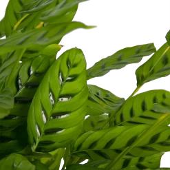 Calathea Leopardina - Schaduwplant - P27 H90 - Kamerplant -Tuin & Buiten Korting Winkel calathea leopardina schaduwplant p27 h90 kamerplant 3