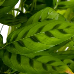 Calathea Leopardina - Schaduwplant - P27 H90 - Kamerplant -Tuin & Buiten Korting Winkel calathea leopardina schaduwplant p27 h90 kamerplant 4