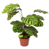 Calathea Makoyana - Pauwenplant - P17 H65 - Kamerplant -Tuin & Buiten Korting Winkel calathea makoyana pauwenplant p17 h65 1 2