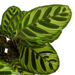Calathea Makoyana - Pauwenplant - P17 H65 - Kamerplant -Tuin & Buiten Korting Winkel calathea makoyana pauwenplant p17 h65 6 2