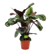 Calathea Medaillon - Schaduwplant - P19 H75 - Kamerplant -Tuin & Buiten Korting Winkel calathea medaillon schaduwplant p19 h75 4
