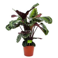 Calathea Medaillon - Schaduwplant - P19 H75 - Kamerplant