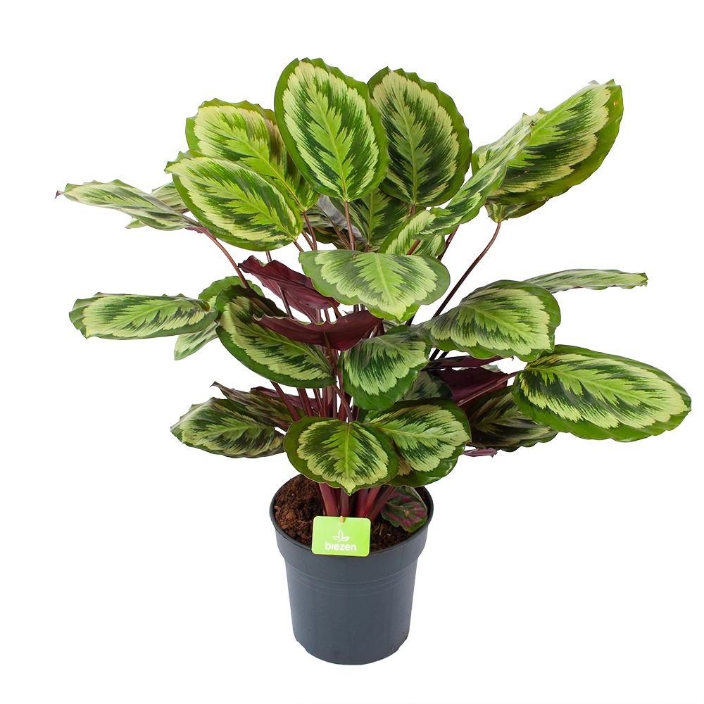 Calathea Mysty - Livingplant - P27 H80 - Kamerplant 3 Calathea Mysty - Livingplant - P27 H80 - Kamerplant