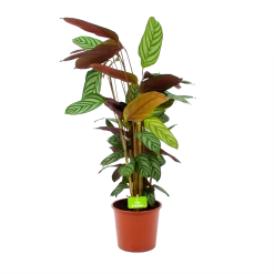 Calathea Oppenheimiana - Schaduwplant - P17 H65 - Kamerplant