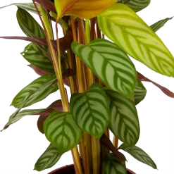 Calathea Oppenheimiana - Schaduwplant - P17 H65 - Kamerplant -Tuin & Buiten Korting Winkel calathea oppenheimiana schaduwplant p17 h65 6