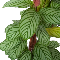 Calathea Oppenheimiana - Schaduwplant - P27 H130 - Kamerplant -Tuin & Buiten Korting Winkel calathea oppenheimiana schaduwplant p27 h130 5